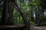 Seorang warga mengamati pohon Benuang Laki berukuran besar di Hutan Hujan Tropis Kahung, Desa Belangian, Kabupaten Banjar, Kalimantan Selatan, Rabu (21/8/2024). Hutan tersebut  memiliki kaeanekaragaman hayati khas Pegunungan Meratus seperti pohon Benuang Laki, Beringin yang berukuran besar dan aneka jenis jamur serta terdapat fenomena kejadian bumi (geologi) yang telah ditetapkan menjadi salah satu situs Geopark Meratus untuk diajukan ke UNESCO Global Geopark (UGG). ANTARA FOTO/Bayu Pratama S.