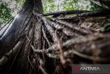 Pohon Benuang Laki (Duabanga Molucccana Blume) berukuran besar di Hutan Hujan Tropis Kahung, Desa Belangian, Kabupaten Banjar, Kalimantan Selatan, Rabu (21/8/2024). Hutan tersebut  memiliki kaeanekaragaman hayati khas Pegunungan Meratus seperti pohon Benuang Laki, Beringin yang berukuran besar dan aneka jenis jamur serta terdapat fenomena kejadian bumi (geologi) yang telah ditetapkan menjadi salah satu situs Geopark Meratus untuk diajukan ke UNESCO Global Geopark (UGG). ANTARA FOTO/Bayu Pratama S.