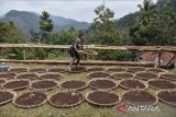 Petani menjemur cengkeh saat musim panen raya di Desa Cisarua, Kabupaten Tasikmalaya, Jawa Barat, Rabu (21/8/2024). Pemerintah desa setempat mencatat omset petani cengkeh sebesar Rp7,2 miliar per tahun dengan hasil panen cengkeh selama panen raya sebesar 700 ton dari luas lahan 700 hektare. ANTARA FOTO/Adeng Bustomi/agr