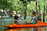 Peserta mengayuh dayung pada lomba Balap kano di Rawa Pantai Cacalan, Banyuwangi, Jawa Timur, Jumat (23/8/2024). Lomba Balap kano yang yang diikuti 250 peserta dari berbagai daerah di Jawa Timur itu selain untuk mencari bibit atlet kano yang masih minim karena kekurangan tempat berlatih juga sebagai upaya mengenalkan destinasi Wisata Pantai Cacalan yang memiliki wahana bermain kano. Antara Jatim/Budi Candra Setya/um