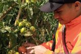 Petani berharap upaya Pemkab Solok lakukan hilirisasi tomat terwujud