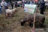 Festival  Domba Batur meriahkan pergelaran Dieng Culture Festival