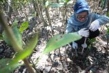 Warga menanam mangrove di Hutan Mangrove Wonorejo, Surabaya, Jawa Timur, Sabtu (24/8/2024). Aksi bersih-bersih hutan mangrove dari sampah dan menanam bibit mangrove yang dilakukan oleh aktivis lingkungan Bruin, mahasiswa dan masyarakat itu merupakan bentuk kepedulian kebersihan lingkungan, khususnya di hutan yang menjadi tempat wisata. Antara Jatim/Didik Suhartono/um