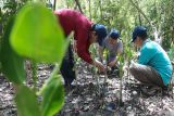 Warga menanam mangrove di Hutan Mangrove Wonorejo, Surabaya, Jawa Timur, Sabtu (24/8/2024). Aksi bersih-bersih hutan mangrove dari sampah dan menanam bibit mangrove yang dilakukan oleh aktivis lingkungan Bruin, mahasiswa dan masyarakat itu merupakan bentuk kepedulian kebersihan lingkungan, khususnya di hutan yang menjadi tempat wisata. Antara Jatim/Didik Suhartono/um