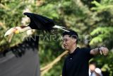 Pengunjung berinteraksi dengan burung enggang julang emas (rhyticeros undulatus) di kebun binatang mini di Rumah Ulin Arya, Samarinda, Kalimantan Timur, Minggu (25/8/2024). Rumah Ulin Arya yang berada di wilayah 3 hektare tersebut  menawarkan wisata alam terbuka dengan memiliki koleksi satwa seperti burung macaw, binturong (arctictis binturong), kakatua raja (probosciger aterrimus) hingga enggang julang emas (rhyticeros undulatus) menjadi sarana edukasi saat liburan akhir pekan. Antara Kaltim/M Risyal Hidayat