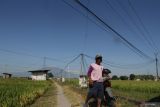 Petani melintas di bawah jaringan listrik dalam program Listrik Masuk Sawah di Dawu, Ngawi, Jawa Timur, Senin (26/8/2024). Kementerian Pertanian mencatat dari pemanfaatan program tersebut sebanyak 17.000 lebih unit pompa sumur submersibel telah dipasang dan digunakan petani setampat untuk mengaliri lahan sawah tadah hujan dan mampu menanam padi tiga kali dalam setahun bahkan saat musim kemarau sehingga meningkatkan produktivitas pertanian. ANTARA FOTO/Ari Bowo SuciptoANTARA FOTO/ARI BOWO SUCIPTO (ANTARA FOTO/ARI BOWO SUCIPTO)