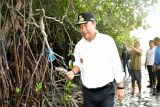 Penjabat Gubernur canangkan sepekan menanam mangrove pada HUT ke-20 Sulbar