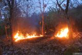 Api membakar daun yang kering di hutan jati milik Perhutani Desa Klatakan, Kendit, Situbondo, Jawa Timur, Selasa (27/8/2024). Petugas memadamkan api dengan cara memukul api menggunakan ranting dan membuat ilaran atau pembatas agar api tidak meluas, dan berdasarkan data Perhutani area hutan terbakar seluas 5.70 Ha. Antara Jatim/Seno/um