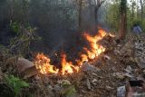 Petugas BPBD dan Tagana memadamkan api di hutan jati milik Perhutani di Desa Klatakan, Kendit, Situbondo, Jawa Timur, Selasa (27/8/2024). Petugas memadamkan api dengan cara memukul api menggunakan ranting dan membuat ilaran atau pembatas agar api tidak meluas, dan berdasarkan data Perhutani area hutan terbakar seluas 5.70 Ha. Antara Jatim/Seno/um