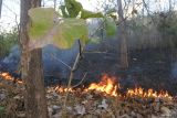 Api membakar daun yang kering di hutan jati milik Perhutani Desa Klatakan, Kendit, Situbondo, Jawa Timur, Selasa (27/8/2024). Petugas memadamkan api dengan cara memukul api menggunakan ranting dan membuat ilaran atau pembatas agar api tidak meluas, dan berdasarkan data Perhutani area hutan terbakar seluas 5.70 Ha. Antara Jatim/Seno/um