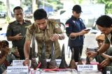 Petugas menyusun barang bukti cula badak saat rilis kasus penangkapan perdagangan ilegal delapan cula badak dan pipa gading gajah di BPPLHK Sumatera seksi Wilayah III Palembang di Palembang, Sumatera Selatan, Selasa (27/8/2024). Direktorat Jenderal Penegakkan Hukum KLHK bersama Polda Sumsel menangkap satu orang tersangka berinisial ZA (60) dan menyita barang bukti delapan cula badak dan lima pipa gading gajah dan tiga pipa dugong. ANTARA FOTO/Nova Wahyudi/Spt.