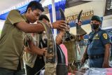 Petugas menyusun barang bukti cula badak saat rilis kasus penangkapan perdagangan ilegal delapan cula badak dan pipa gading gajah di BPPLHK Sumatera seksi Wilayah III Palembang di Palembang, Sumatera Selatan, Selasa (27/8/2024). Direktorat Jenderal Penegakkan Hukum KLHK bersama Polda Sumsel menangkap satu orang tersangka berinisial ZA (60) dan menyita barang bukti delapan cula badak dan lima pipa gading gajah dan tiga pipa dugong. ANTARA FOTO/Nova Wahyudi/Spt.