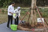 Presiden Joko Widodo (kiri) didampingi Ibu Negara Iriana Joko Widodo (kanan) menanam pohon pule saat peresmian Bendungan Leuwikeris, di Kabupaten Tasikmalaya, Jawa Barat, Kamis (29/8/2024). Bendungan Leuwikeris yang memiliki volume daya tampung bendungan sekitar 81 juta meter kubik air untuk mengairi daerah irigasi seluas 11.200 hektare itu dibangun sejak tahun 2016 dengan menelan anggaran sebesar Rp3,5 triliun. ANTARA FOTO/Adeng Bustomi/agr