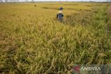 Petani memanen padi di areal sawah Desa Pabean Udik, Indramayu, Jawa Barat, Kamis (29/8/2024). Menteri Pertanian Andi Amran Sulaiman optimis produksi beras nasional pada periode Agustus- Oktober 2024 diproyeksikan mengalami kenaikan mencapai 8,3 juta ton dibanding produksi beras nasional di periode yang sama tahun 2023 sebesar 2,5 juta ton, kenaikan produksi tersebut akibat fenomena La Nina yang dapat menguntungkan bagi sektor pertanian. ANTARA FOTO/Dedhez Anggara/agr