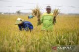 Petani menunjukkan hasil panen padi di areal sawah desa Pabean udik, Indramayu, Jawa Barat, Kamis (29/8/2024). Menteri Pertanian Andi Amran Sulaiman optimis produksi beras nasional pada periode Agustus- Oktober 2024 diproyeksikan mengalami kenaikan mencapai 8,3 juta ton dibanding produksi beras nasional di periode yang sama tahun 2023 sebesar 2,5 juta ton, kenaikan produksi tersebut akibat fenomena La Nina yang dapat menguntungkan bagi sektor pertanian. ANTARA FOTO/Dedhez Anggara/agr