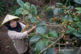 Petani dari Lembaga Masyarakat Desa Hutan (LMDH) Bukit Amanah memetik biji kopi Arabika Priangan jenis Yellow Bourbone di Gunung Puntang, Kabupaten Bandung, Jawa Barat, Kamis (29/8/2024). PT Pertamina Hulu Energi (PHE) memberikan bantuan dukungan pembinaan kepada LMDH Bukit Amanah yang dapat digunakan untuk mendukung pelestarian alam dengan budi daya tanaman kopi puntang. ANTARA FOTO/M Agung Rajasa/agr
