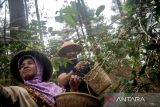 Direktur Eksplorasi PHE Muharram Jaya Panguriseng (kanan) bersama Petani dari Lembaga Masyarakat Desa Hutan (LMDH) Bukit Amanah memetik biji kopi Arabika Priangan jenis Yellow Bourbone di Gunung Puntang, Kabupaten Bandung, Jawa Barat, Kamis (29/8/2024). PT Pertamina Hulu Energi (PHE) memberikan bantuan dukungan pembinaan kepada LMDH Bukit Amanah yang dapat digunakan untuk mendukung pelestarian alam dengan budi daya tanaman kopi puntang. ANTARA FOTO/M Agung Rajasa/agr
