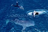 Foto aerial sejumlah wisatawan melihat Hiu Paus (Rhincodon Typus) dengan menaiki perahu di objek wisata Hiu Paus Desa Botubarani, Kabupaten Bone Bolango, Gorontalo, Sabtu (31/8/2024). Dinas Pariwisata Provinsi Gorontalo menggelar Festival Hiu Paus untuk pertama kalinya sebagai sarana promosi ekosistem pariwisata yang terintegrasi dengan kelestarian lingkungan berkelanjutan. ANTARA FOTO/Adiwinata Solihin