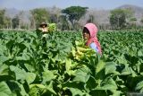 Petani memanen daun tembakau di Desa Tatung, Balong, Ponorogo, Jawa Timur, Kamis (5/9/2024). Menurut petani di wilayah tersebut harga tembakau kering rajangan saat ini Rp36.000-Rp40.000 per kilogram. Antara Jatim/Siswowidodo/mas.