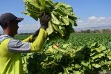 Petani mengumpulkan daun tembakau yang dipanen di Desa Tatung, Balong, Ponorogo, Jawa Timur, Kamis (5/9/2024). Menurut petani di wilayah tersebut harga tembakau kering rajangan saat ini Rp36.000-Rp40.000 per kilogram. Antara Jatim/Siswowidodo/mas.