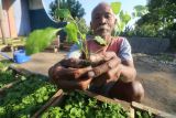 Petani merawat bibit cabai di Desa Paron, Kediri, Jawa Timur, Jumat (6/9/2024). Badan Pusat Statistik (BPS) mencatat Nilai Tukar Petani (NTP) Jawa Timur pada Agustus 2024 sebesar 111,98 poin atau turun 0,40 persen dibanding NTP bulan sebelumnya. Antara Jatim/Prasetia Fauzani/um