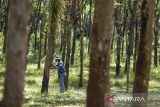 Petani menyadap getah karet di desa Cibuntu, Pesawahan, Kuningan, Jawa Barat, Sabtu (7/9/2024). Gabungan Perusahaan Karet Indonesia (Gapkindo) menyatakan potensi produksi karet alam di Indonesia bisa mencapai diatas 2,6 juta ton pada 2024 dengan berkurangnya serangan penyakit gugur daun. ANTARA FOTO/Dedhez Anggara/agr