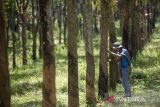 Petani menyadap getah karet di desa Cibuntu, Pesawahan, Kuningan, Jawa Barat, Sabtu (7/9/2024). Gabungan Perusahaan Karet Indonesia (Gapkindo) menyatakan potensi produksi karet alam di Indonesia bisa mencapai diatas 2,6 juta ton pada 2024 dengan berkurangnya serangan penyakit gugur daun. ANTARA FOTO/Dedhez Anggara/agr