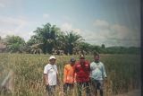 Pemkab Pasaman Barat usulkan bantuan bagi petani sawah gagal panen