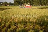 Petani mengoperasikan mesin potong padi modern saat panen padi di areal persawahan Sambutan, Samarinda, Kalimantan Timur, Selasa (10/9/2024). Kementerian Pertanian (Kementan) melalui Badan Standarisasi Instrumen Pertanian Kalimantan Timur (BSIP Kaltim) melakukan perluasan lahan pertanian tanaman pangan sekitar 21 ribu hektare dari total 40 ribu hektare dan kegiatan pendukung lain untuk peningkatan produksi, sebagai langkah antisipasi ancaman darurat pangan dari sebelumnya 3,8 ton per hektare naik menjadi 4,5 ton per hektare. Antara Kaltim/M Risyal Hidayat