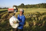 Petani mengangkat karung berisi padi saat panen di areal persawahan Sambutan, Samarinda, Kalimantan Timur, Selasa (10/9/2024). Kementerian Pertanian (Kementan) melalui Badan Standarisasi Instrumen Pertanian Kalimantan Timur (BSIP Kaltim) melakukan perluasan lahan pertanian tanaman pangan sekitar 21 ribu hektare dari total 40 ribu hektare dan kegiatan pendukung lain untuk peningkatan produksi, sebagai langkah antisipasi ancaman darurat pangan dari sebelumnya 3,8 ton per hektare naik menjadi 4,5 ton per hektare. Antara Kaltim/M Risyal Hidayat