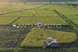 Foto udara petani mengoperasikan mesin potong padi modern saat panen padi di areal persawahan Sambutan, Samarinda, Kalimantan Timur, Selasa (10/9/2024). Kementerian Pertanian (Kementan) melalui Badan Standarisasi Instrumen Pertanian Kalimantan Timur (BSIP Kaltim) melakukan perluasan lahan pertanian tanaman pangan sekitar 21 ribu hektare dari total 40 ribu hektare dan kegiatan pendukung lain untuk peningkatan produksi, sebagai langkah antisipasi ancaman darurat pangan dari sebelumnya 3,8 ton per hektare naik menjadi 4,5 ton per hektare. Antara Kaltim/M Risyal Hidayat