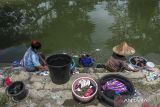 Warga manfaatkan saluran irigasi di Kota Serang. Warga mencuci pakaian menggunakan air dari saluran irigasi di Kecamatan Kasemen, Kota Serang, Banten, Rabu (11/9/2024). Menurut penuturan warga setempat, mereka memanfaatkan air dari saluran irigasi saat musim kemarau jika volume airnya mencukupi untuk mencuci pakaian, sementara untuk kebutuhan minum dan memasak warga menggunakan sisa air sumur, membeli air atau dengan bantuan distribusi air bersih. ANTARA FOTO/Angga Budhiyanto/gpANTARA FOTO/Angga Budhiyanto (ANTARA FOTO/Angga Budhiyanto)