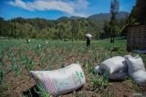 Petani mengangkut pupuk di lahan pertanian Desa Ranupani, Lumajang, Jawa Timur, Kamis (12/9/2024). Kementerian Desa, Pembangunan Daerah Tertinggal, dan Transmigrasi (Kemendes PDTT) mengalokasikan Rp12,31 triliun dana desa dari total Rp50,35 triliun untuk pemberian pupuk, bibit tanaman dan penyelenggaraan pelatihan pertanian dengan harapan dapat mendukung sektor ekonomi dan ketahanan pangan di pedesaan. ANTARA Jatim/Irfan Sumanjaya/mas.