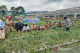 Pemkab Batang  terapkan teknologi tanam biji bawang tingkatkan produksi