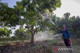 Anggota kelompok tani Wong Tanggul Ceblok (WTC) merawat pohon mangga Agrimania di Eduwisata Agrimania Bumi Patra di Indramayu, Jawa Barat, Kamis (12/9/2024). PT Kilang Pertamina Internasional (KPI) Unit Balongan melalui program Taman Kehati dan Manggoes Center memberikan pemberdayaan bagi kelompok tani dengan mengembangkan budidaya mangga jenis Agrimania dan budidaya ikan nila yang dijadikan agrifishery dan eduwisata untuk meningkatkan kesejahteraan para petani yang berada di wilayah penyangga. ANTARA FOTO/Dedhez Anggara/agr