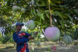 Anggota kelompok tani Wong Tanggul Ceblok (WTC) merawat pohon mangga Agrimania di Eduwisata Agrimania Bumi Patra di Indramayu, Jawa Barat, Kamis (12/9/2024). PT Kilang Pertamina Internasional (KPI) Unit Balongan melalui program Taman Kehati dan Manggoes Center memberikan pemberdayaan bagi kelompok tani dengan mengembangkan budidaya mangga jenis Agrimania dan budidaya ikan nila yang dijadikan agrifishery dan eduwisata untuk meningkatkan kesejahteraan para petani yang berada di wilayah penyangga. ANTARA FOTO/Dedhez Anggara/agr