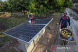 Anggota kelompok tani Wong Tanggul Ceblok (WTC) memanen buah mangga Agrimania di Eduwisata Agrimania Bumi Patra di Indramayu, Jawa Barat, Kamis (12/9/2024). PT Kilang Pertamina Internasional (KPI) Unit Balongan melalui program Taman Kehati dan Manggoes Center memberikan pemberdayaan bagi kelompok tani dengan mengembangkan budidaya mangga jenis Agrimania dan budidaya ikan nila yang dijadikan agrifishery dan eduwisata untuk meningkatkan kesejahteraan para petani yang berada di wilayah penyangga. ANTARA FOTO/Dedhez Anggara/agr