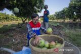 Pendamping CSR Pertamina membantu anggota kelompok tani Wong Tanggul Ceblok (WTC) memanen buah mangga Agrimania di Eduwisata Agrimania Bumi Patra di Indramayu, Jawa Barat, Kamis (12/9/2024). PT Kilang Pertamina Internasional (KPI) Unit Balongan melalui program Taman Kehati dan Manggoes Center memberikan pemberdayaan bagi kelompok tani dengan mengembangkan budidaya mangga jenis Agrimania dan budidaya ikan nila yang dijadikan agrifishery dan eduwisata untuk meningkatkan kesejahteraan para petani yang berada di wilayah penyangga. ANTARA FOTO/Dedhez Anggara/agr