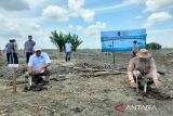 Peduli lingkungan, GAPKI tanam mangrove tahap III di Kobar