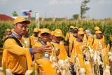 Benih jagung bioteknologi dengan keunggulan ganda mulai dipasarkan di Lampung