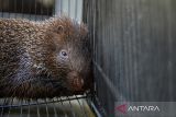 Seekor landak (Hystrix javanica) berada di dalam kandang sebelum diserahkan ke Balai Besar Konservasi Sumber Daya Alam (BBKSDA) di Universitas Padjajaran (Unpad), Kabupaten Sumedang, Jawa Barat, Selasa (17/9/2024). Pusat Studi Komunikasi Lingkungan Unpad menyerahkan seekor landak (Hystrix javanica) yang ditemukan di jalanan Kota Bandung kepada BBKSDA dan nantinya akan dilepasliarkan di Taman Buru Cikareumbi, Kabupaten Sumedang. ANTARA FOTO/Raisan Al Farisi/agr