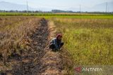 Warga mengambil rumput untuk pakan ternak di area persawahan yang mengering di Tegalluar, Kabupaten Bandung, Jawa Barat, Rabu (18/9/2024). Dinas Pertanian Kabupaten Bandung mencatat sebanyak 856 hektare area persawahan di Kabupaten Bandung terancam gagal panen yang diakibatkan mengeringnya sumber air di beberapa wilayah di Kabupaten Bandung. ANTARA FOTO/Raisan Al Farisi/agr
