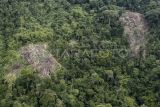 Foto udara perambahan kayu secara ilegal dalam kawasan Taman Nasional Kerinci Seblat (TNKS), Merangin, Jambi, Selasa (17/9/2024). Komunitas Konservasi Indonesia (KKI) Warsi menyebutkan dalam kurun waktu 50 tahun Provinsi Jambi telah kehilangan lebih dari 2,4 juta hektare tutupan hutan yaitu dari 3,4 juta hektare pada 1973 menjadi 922.891 hektare pada 2023 akibat perubahan kawasan hutan menjadi areal penggunaan lain di antaranya perkebunan. ANTARA FOTO/Wahdi Septiawan/nym.