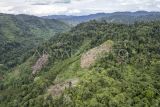 Foto udara perambahan kayu secara ilegal dalam kawasan Taman Nasional Kerinci Seblat (TNKS), Merangin, Jambi, Selasa (17/9/2024). Komunitas Konservasi Indonesia (KKI) Warsi menyebutkan dalam kurun waktu 50 tahun Provinsi Jambi telah kehilangan lebih dari 2,4 juta hektare tutupan hutan yaitu dari 3,4 juta hektare pada 1973 menjadi 922.891 hektare pada 2023 akibat perubahan kawasan hutan menjadi areal penggunaan lain di antaranya perkebunan. ANTARA FOTO/Wahdi Septiawan/nym.
