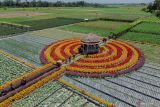 Foto udara lahan holtikultura milik petani yang ditanami bunga refugia di Desa Kedungrejo, Lumajang, Jawa Timur, Kamis (19/9/2024). Penanaman aneka jenis bunga refugia di sekitar lahan holtikultura tersebut guna mencegah serangan hama bagi sayur-sayuran sekaligus mengurangi penggunaan pestisida hingga 50 persen. Antara Jatim/Irfan Sumanjaya/um