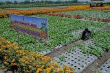 Petani memanen sawi di lahan holtikultura yang ditanami bunga refugia di Desa Kedungrejo, Lumajang, Jawa Timur, Kamis (19/9/2024). Penanaman aneka jenis bunga refugia di sekitar lahan holtikultura tersebut guna mencegah serangan hama bagi sayur-sayuran sekaligus mengurangi penggunaan pestisida hingga 50 persen. Antara Jatim/Irfan Sumanjaya/um