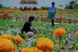 Petani memanen sawi di lahan holtikultura yang ditanami bunga refugia di Desa Kedungrejo, Lumajang, Jawa Timur, Kamis (19/9/2024). Penanaman aneka jenis bunga refugia di sekitar lahan holtikultura tersebut guna mencegah serangan hama bagi sayur-sayuran sekaligus mengurangi penggunaan pestisida hingga 50 persen. Antara Jatim/Irfan Sumanjaya/um