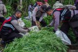 Petugas kepolisian Polres Lumajang mengamankan tanaman ganja di Desa Argosari, Lumajang, Jawa Timur, Jumat (20/9/2024). Tim gabungan yang terdiri dari Polri, TNI, dan petugas Taman Nasional Bromo Tengger Semeru (TNBTS) berhasil mengamankan sedikitnya 10.000 tanaman ganja dan 10 kilogram ganja kering yang tersebar di 16 titik ladang ganja.  Antara Jatim/Irfan Sumanjaya/um