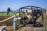 Petani menyiram tanaman sawi hijau menggunakan air yang dialirkan oleh mesin pompa di Batujajar, Kabupaten Bandung Barat, Jawa Barat, Jumat (20/9/2024). Menurut data Pusdatin Kementan hingga 12 September 2024, program pompanisasi telah berhasil mengairi lahan tadah hujan seluas 1.048.930 hektare atau 91,99 persen dari target yang telah ditetapkan dan sepanjang tahun 2024 Kementan telah mengalokasikan 62.378 unit pompa alsintan dan 9.904 unit irigasi perpompaan. ANTARA FOTO/Abdan Syakura/agr
