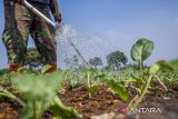 Petani menyiram tanaman sawi hijau menggunakan air yang dialirkan mesin pompa di Batujajar, Kabupaten Bandung Barat, Jawa Barat, Jumat (20/9/2024). Menurut data Pusdatin Kementan hingga 12 September 2024, program pompanisasi telah berhasil mengairi lahan tadah hujan seluas 1.048.930 hektare atau 91,99 persen dari target yang telah ditetapkan dan sepanjang tahun 2024 Kementan telah mengalokasikan 62.378 unit pompa alsintan dan 9.904 unit irigasi perpompaan. ANTARA FOTO/Abdan Syakura/agr
